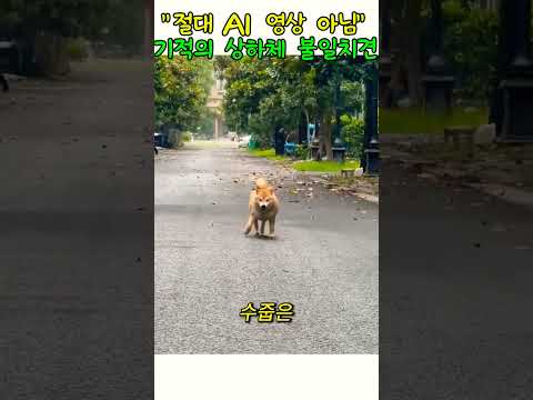 기적의 상하체 불일치견#동물#반려동물 thumbnail