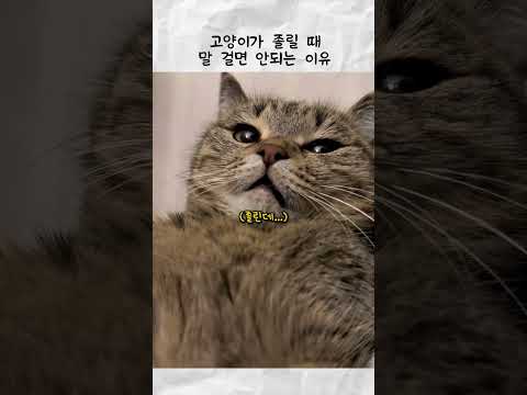 고양이가 졸릴 때 말 걸면 안되는 이유 thumbnail