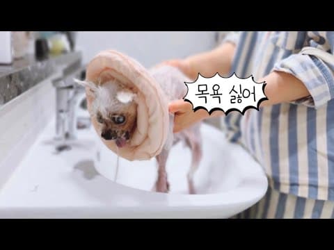 🛁아니 나는 목욕 시킬 생각 없었어! 앞구르기를 왜 했어 그러게에~😛(14) thumbnail