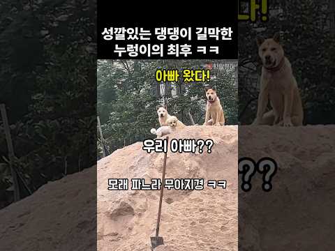 성깔있는 댕댕이 다짜고짜 길막하면 생기는 일 thumbnail