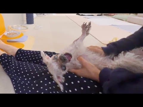 나는 노견을 모시는 견주다! 의무를 다하자! (11) thumbnail