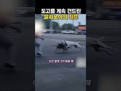 도고를 계속 건드린 말리노이즈의 최후 😭😭 thumbnail