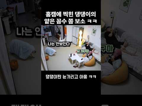 홈캠에 찍힌 댕댕이의 얕은 꼼수. 개웃김 ㅋㅋ thumbnail