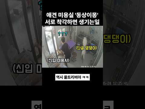 애견 미용사와 댕댕이가 서로 착각하면 생기는 일. 개웃김 thumbnail