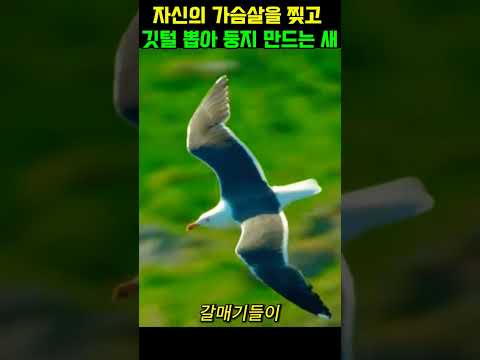 새끼를 위해 자신의 솜털을 뽑아 둥지를 짓는 새#동물다큐 #동물쇼츠 #동물 thumbnail