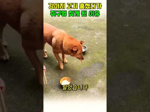 강아지 고기 훔쳐간 주인이 쥐구멍을 찾게된 이유#동물#동물쇼츠 #강아지 thumbnail