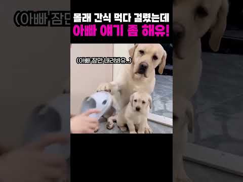 몰래 간식 먹다 걸린 강아지 새끼 지키는 어미 리트리버 ㅠㅠ thumbnail