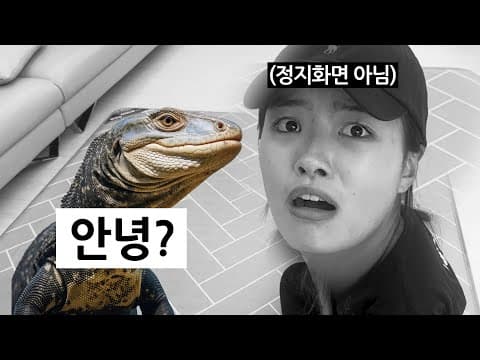 도마뱀과 동거 시작..❤️ thumbnail