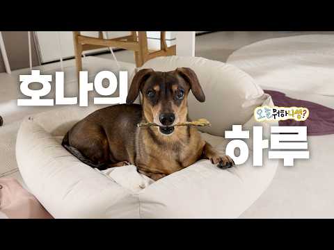 [오늘뭐하나영?] 오늘은 호나의 하루!🐶 thumbnail