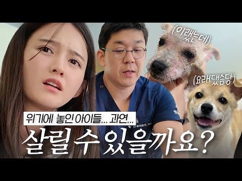 이 아이들을 살릴 수 있을까요? 버려진 강아지들의 마지막 기회✨ thumbnail