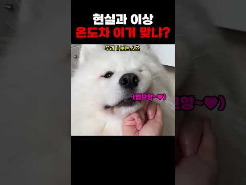 강아지 온도차 이거 맞냐?ㅋㅋ thumbnail