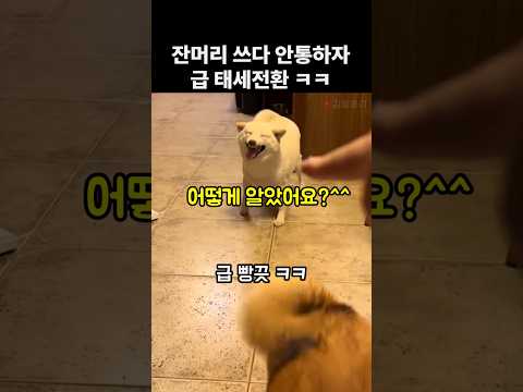 친구에게 누명 씌운 댕댕이의 처세술.. thumbnail