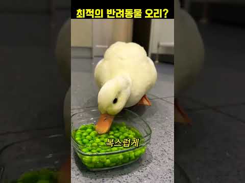 반려 오리 키워보실래요?#동물#반려동물#동물다큐 thumbnail