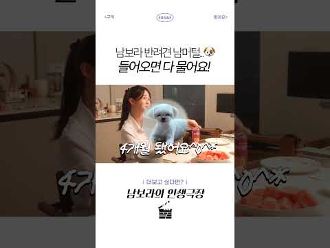 강이지 키우면서 거짓말 하게 된 사연...🫠 thumbnail