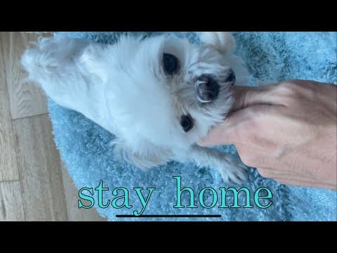 stay home(4k) thumbnail