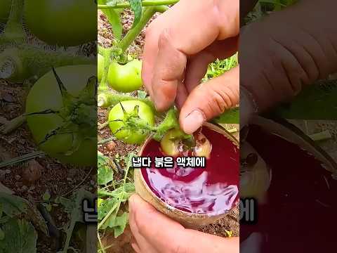 토마토를 붉은 액체에 담가버리는 이유 thumbnail