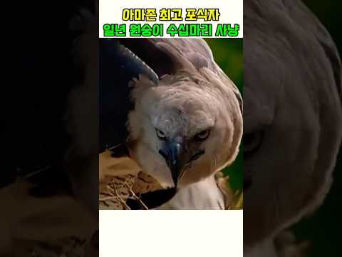 일년에 원숭이 수십마리 잡아먹는 아마존 최고 포식자#동물#동물다큐#동물쇼츠 thumbnail