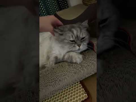 우리집 고영희 춘보를 소개해드립니다❤️#shorts #cat thumbnail