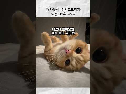 집사들이 밖을 안 나가는 이유 thumbnail