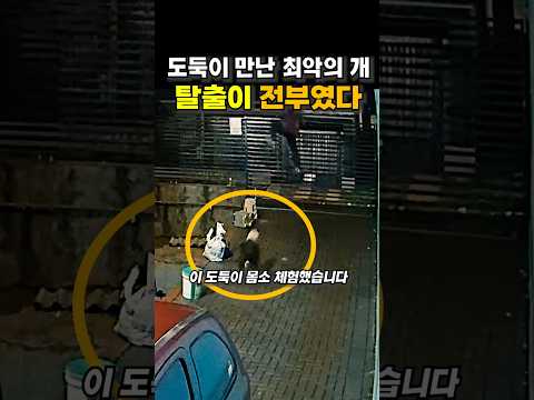도둑이 만난 최악의 개, 도망이 전부였다 😭😭 thumbnail