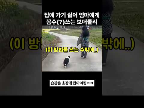 집에 가기 싫어서 엄마에게 꼼수쓰는 보더콜리 thumbnail