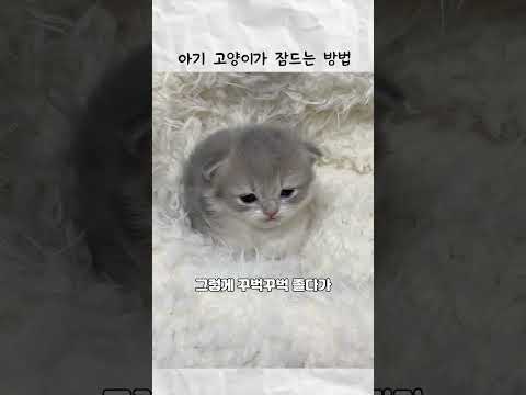 아기 고양이가 잠드는 방법 thumbnail