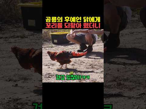 공룡의 후예인 닭에게 꼬리를 되찾아 줬더니 thumbnail
