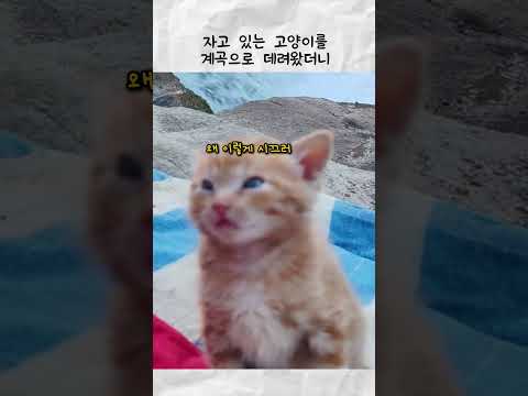 자고 있는 고양이를 계곡으로 데려왔더니 thumbnail