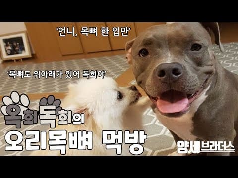 오랜만이야 옥희독희♡  데헷 쿵♡ thumbnail