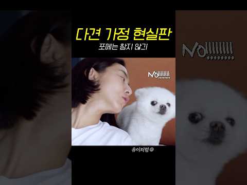 나는 되는데 너는 안되는 강쥐들 #유이 thumbnail