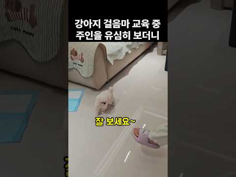 주인의 행동을 본 솜뭉치 댕댕이의 반응 thumbnail