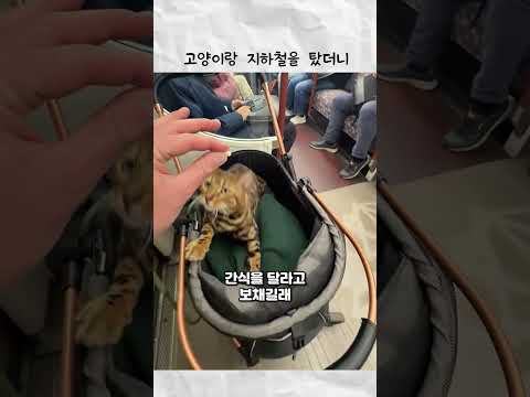 고양이랑 지하철을 탔더니 thumbnail