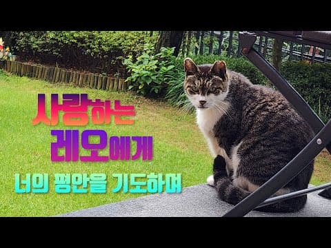 사랑하는 레오에게 [LIFE] thumbnail