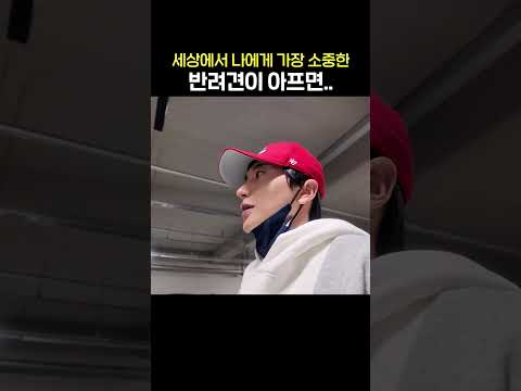 나에게 가장 소중한 반려견이 아프면.. thumbnail