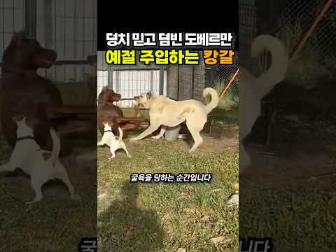 덩치 믿고 덤빈 도베르만, 예절 주입하는 캉갈 😭😭 thumbnail