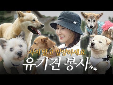 버려진 강아지들의 견생 2막을 위해... 🐶사지 말고 입양하세요🐶 thumbnail
