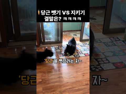애착인형을 지키려는 강아지가 뺏기는 순간이 개웃김 ㅋㅋ thumbnail