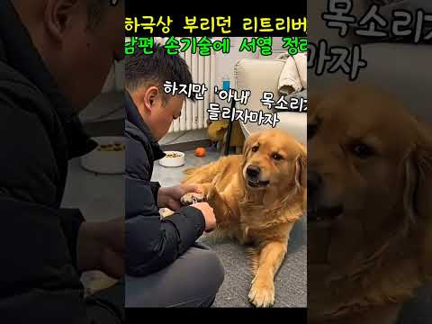 발톱 깍아주는 남편과 골드 리트리버#동물쇼츠#반려동물#개 thumbnail