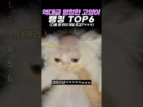 역대급 멍청한 고양이 랭킹 TOP6 thumbnail