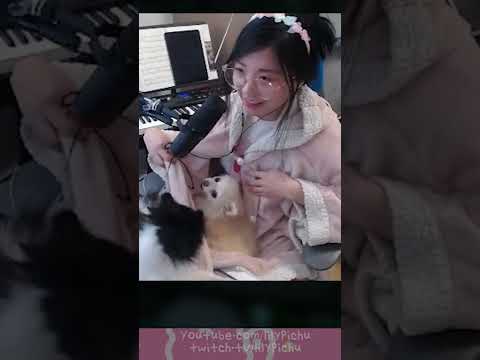 Lilypichu hides her dogs in interesting spots... #Shorts thumbnail