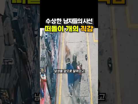 떠돌이 개의 직감, 수상한 남자들의 시선 😭😭 thumbnail