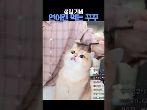 치명적으로 귀여운 꾸꾸의 연어캔 먹방쇼 #고양이 #꾸꾸 #먹방 thumbnail