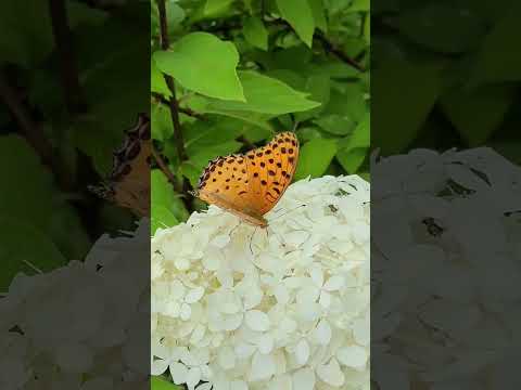 수국에 내려앉은 순간.. 숨 멎는 장면 One butterfly, instant magic #최정화랑데부 #choijwrendezvous #나비 #butterfly thumbnail
