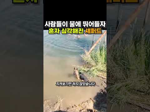 사람들이 물에 뛰어들자, 혼자 심각해진 셰퍼드 😭😭 thumbnail