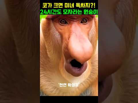 원숭이도 코가 크면 그기도 크다?#동물다큐#동물쇼츠#야생동물 thumbnail