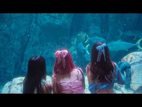 jellyfish ♫ thumbnail