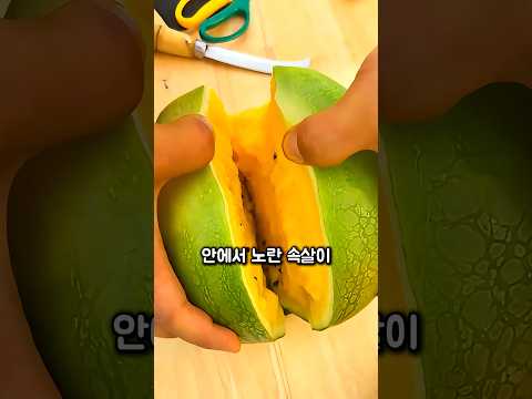 태생이 노란색인 수박 thumbnail