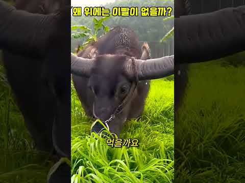 소 입속을 벌려보고 깜짝 놀란 이유#동물다큐#동물#쇼츠 thumbnail