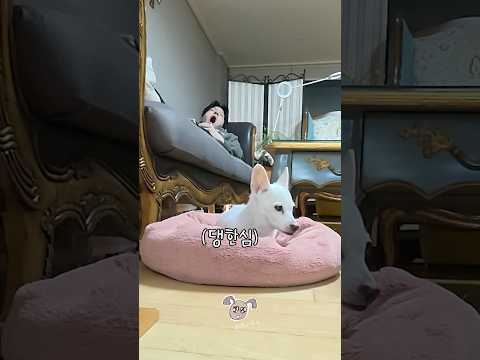 반려멍냥 시점 백수(아님) 집사 관찰 브이로그 thumbnail