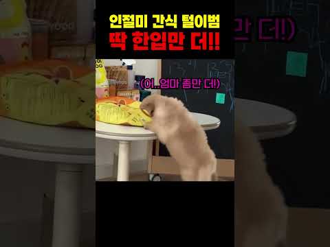 엄마 나 딴 한입만 더 먹을게!! 제발!!! #강아지 #리트리버 #인절미 #인절미강아지 #놀람주의 #각종유머 #웃긴영상 #웃긴짤 #유머 #반려견 #funny #socute thumbnail